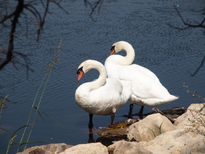 [Two white swans with orange beaks and black around their eyes and the bump on their beak.]